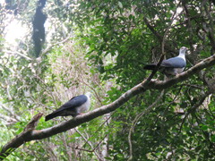 Columba leucomela