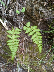 Dryopteris serratodentata