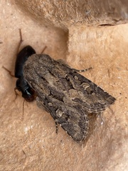 Luperina testacea