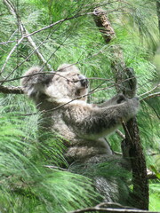 Phascolarctos cinereus