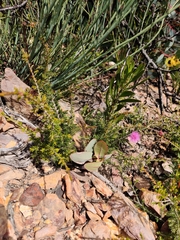 Myrtaceae