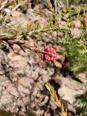 Myrtaceae