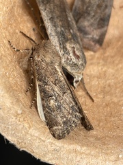 Luperina testacea
