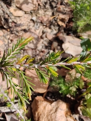 Myrtaceae