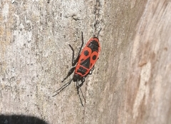 Pyrrhocoris apterus