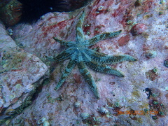 Coscinasterias muricata