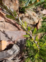 Myrtaceae