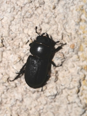 Dorcus parallelipipedus