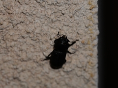 Dorcus parallelipipedus