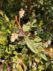 Lasiopetalum