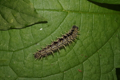 Nymphalinae