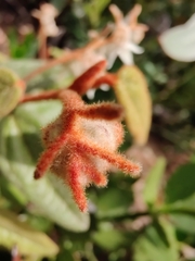 Lasiopetalum