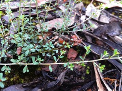 Pultenaea largiflorens