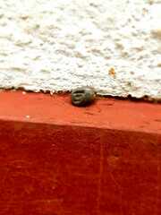 Rhipicephalus sanguineus