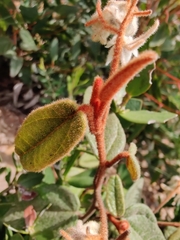 Lasiopetalum