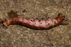 Sphingidae