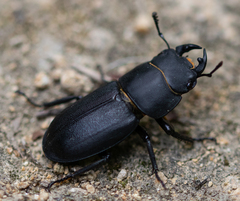 Dorcus parallelipipedus