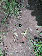 Magicicada septendecim