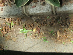 Magicicada septendecim