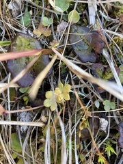 Saxifraga cernua