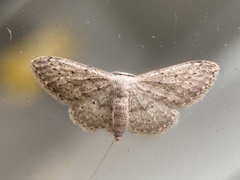 Idaea seriata