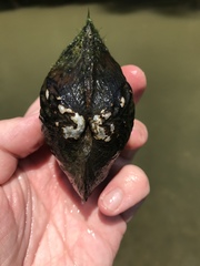 Arcidens confragosus