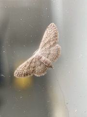 Idaea seriata