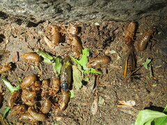 Magicicada septendecim