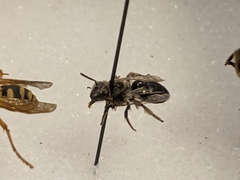 Anthophila