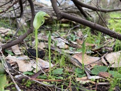 Pterostylis curta