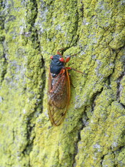 Magicicada septendecim