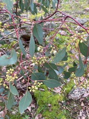 Eucalyptus polyanthemos