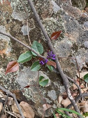 Hardenbergia violacea