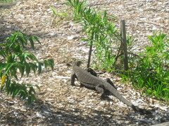 Varanus varius