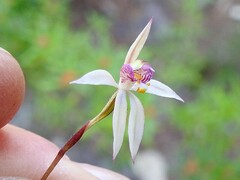 Caladenia alata