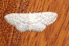 Idaea seriata