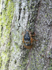 Magicicada septendecim