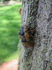 Magicicada septendecim