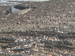Phalaropus fulicarius