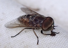 Tabanus autumnalis