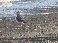 Phalaropus fulicarius