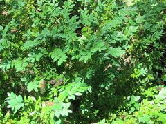 Magicicada septendecim