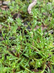 Brachyscome perpusilla