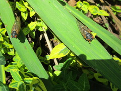 Magicicada septendecim