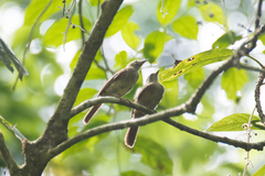Iole viridescens cinnamomeoventris