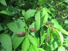 Magicicada septendecim