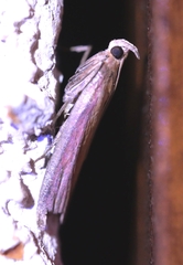 Oncocera semirubella