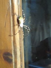 Argiope bruennichi