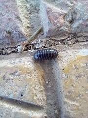 Armadillidium vulgare