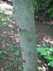 Magicicada septendecim